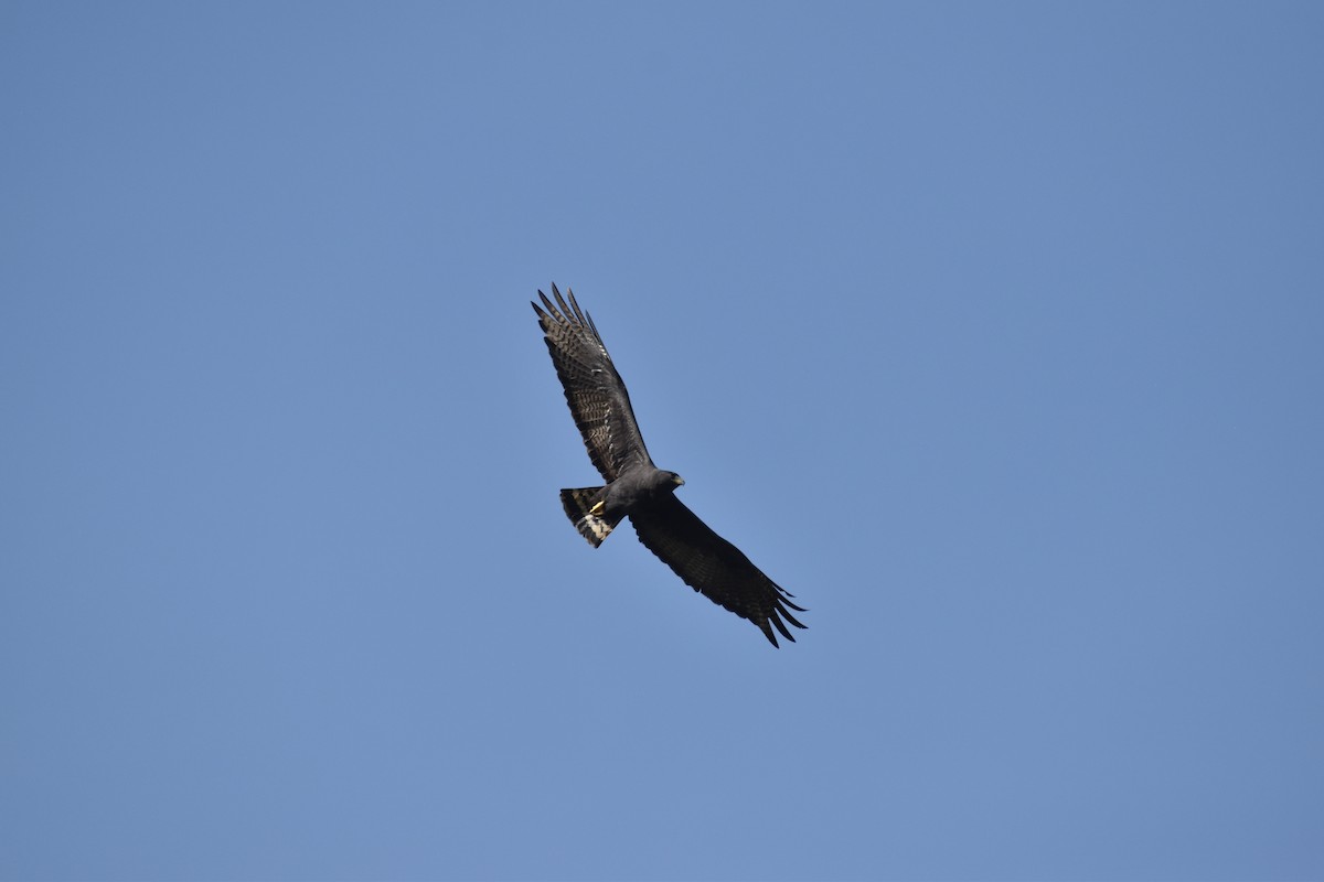 Zone-tailed Hawk - ML613664871