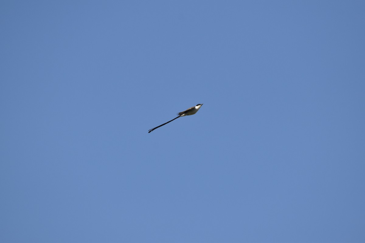 Fork-tailed Flycatcher - ML613664896