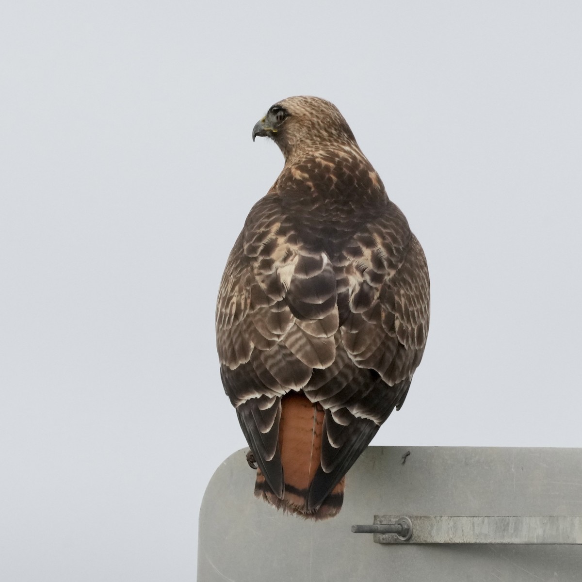 Red-tailed Hawk - ML613664977