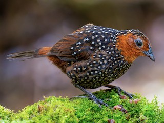  - Ocellated Tapaculo