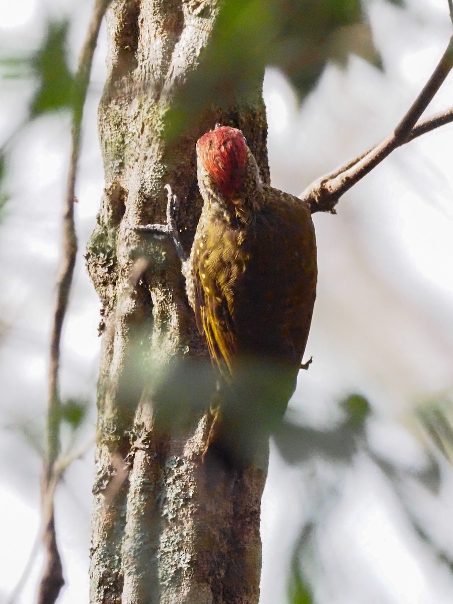 Dot-fronted Woodpecker - ML613665212