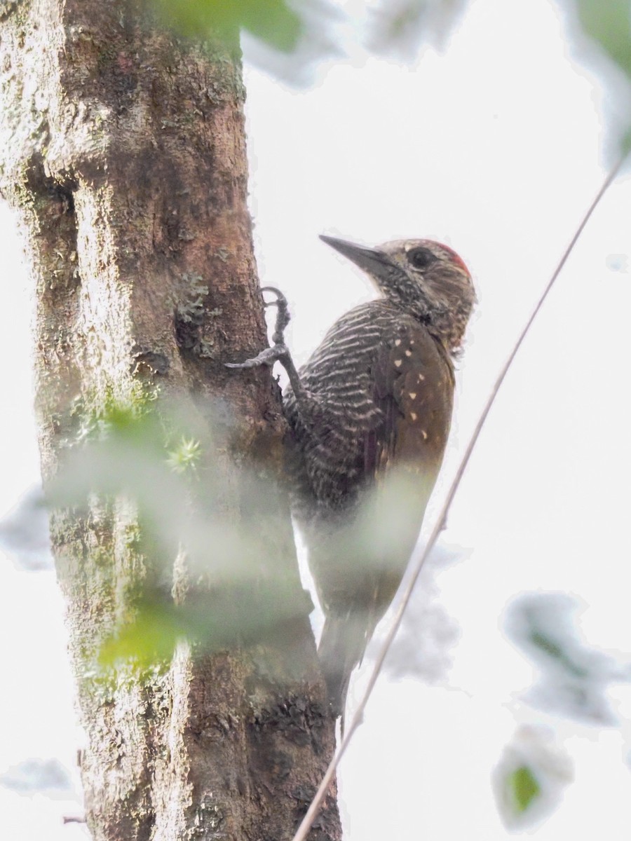 Dot-fronted Woodpecker - ML613665213