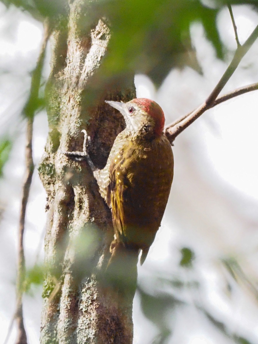 Dot-fronted Woodpecker - ML613665214