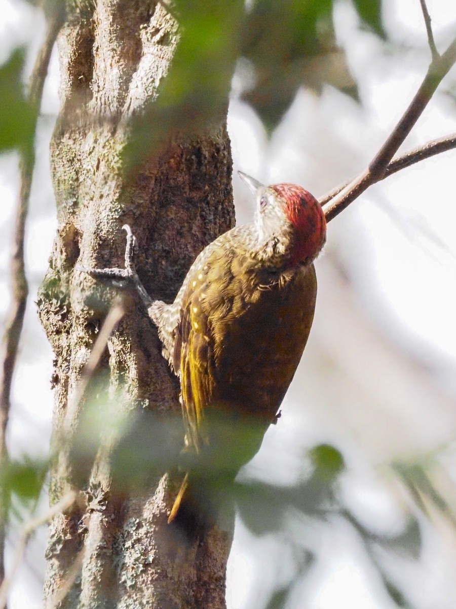 Dot-fronted Woodpecker - ML613665215