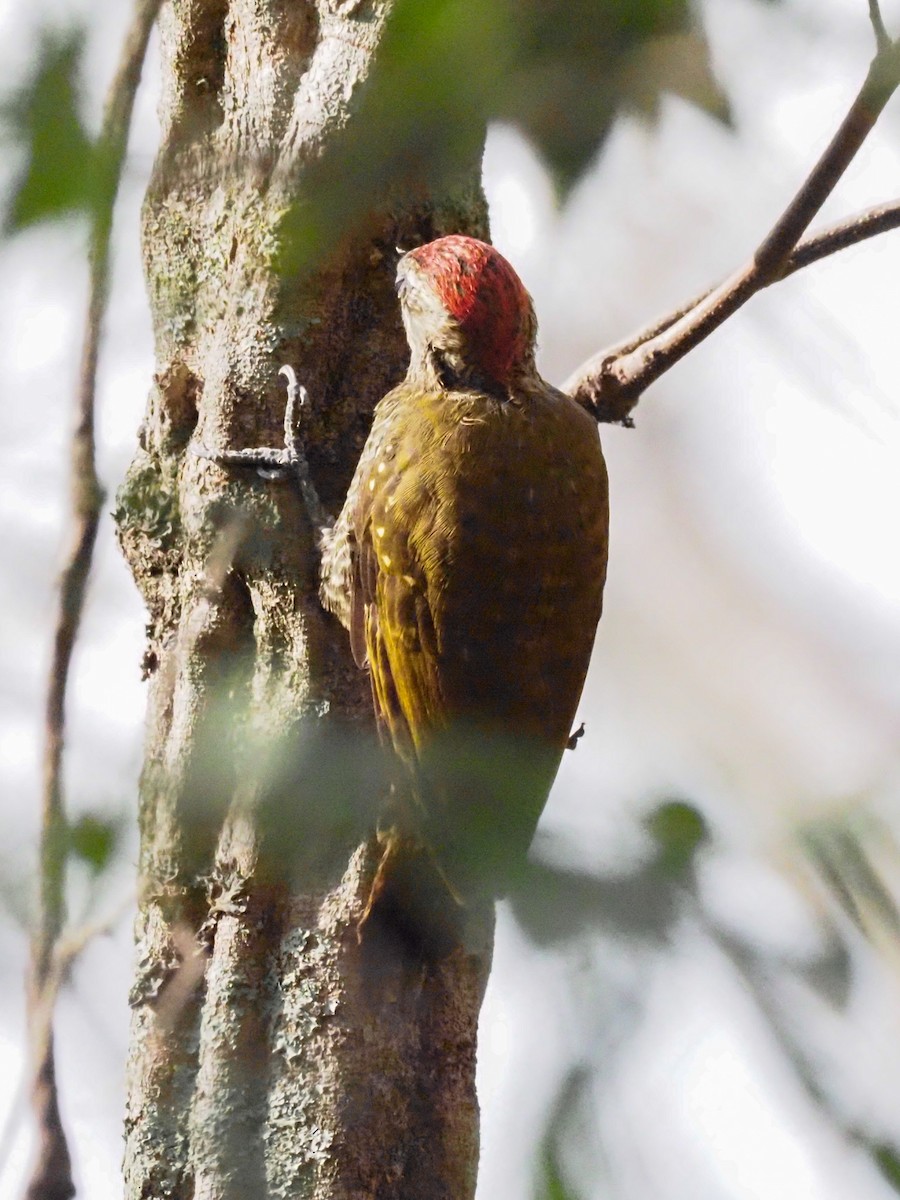 Dot-fronted Woodpecker - ML613665216
