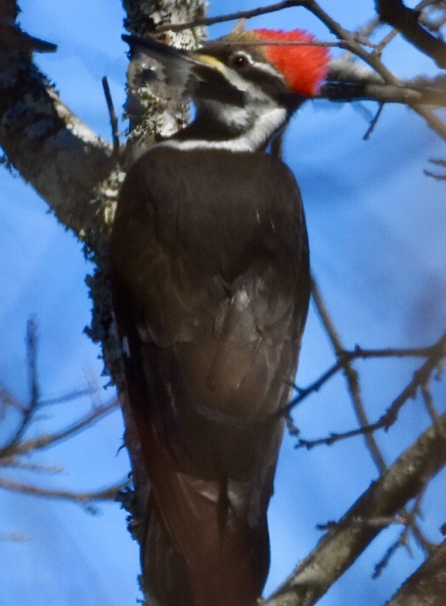Pileated Woodpecker - ML613666649