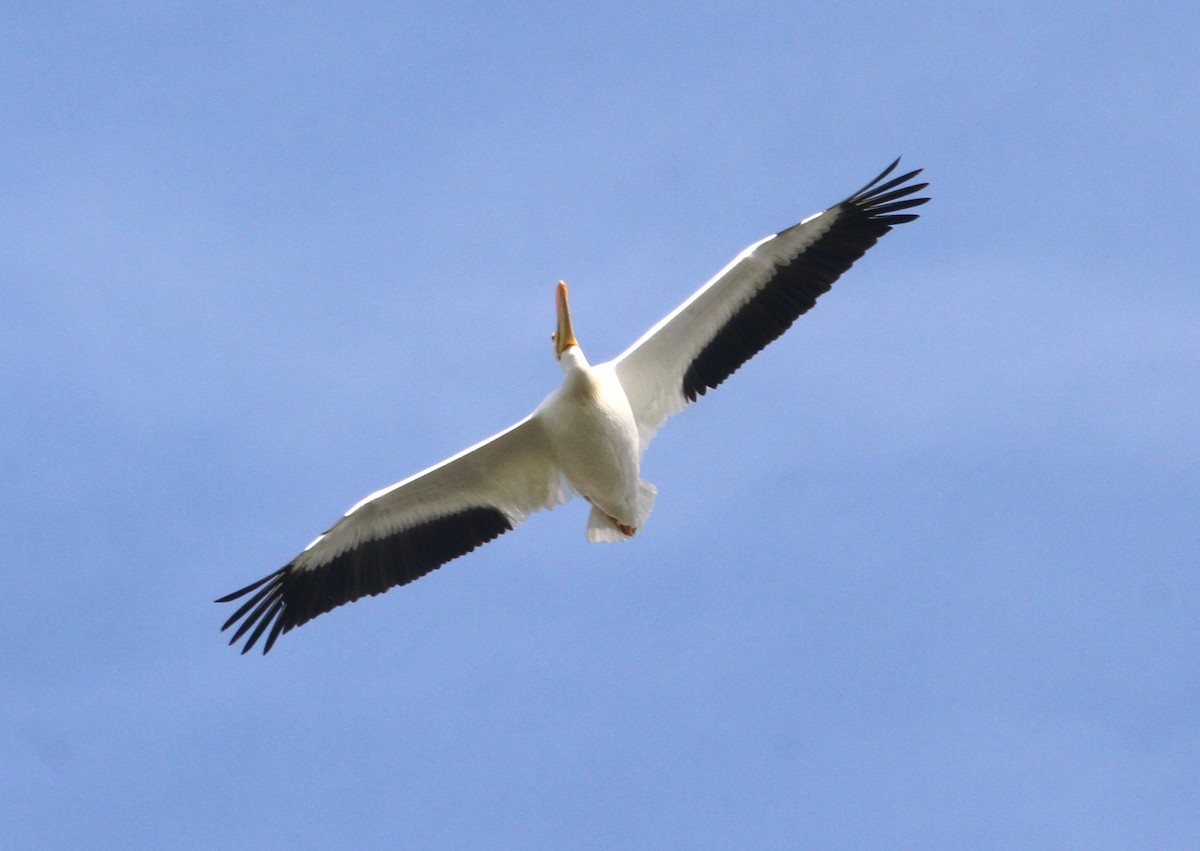 American White Pelican - ML613666709