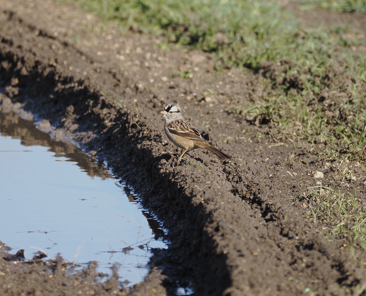 White-crowned Sparrow - ML613667144