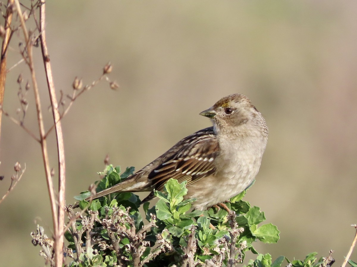 Golden-crowned Sparrow - George Chrisman