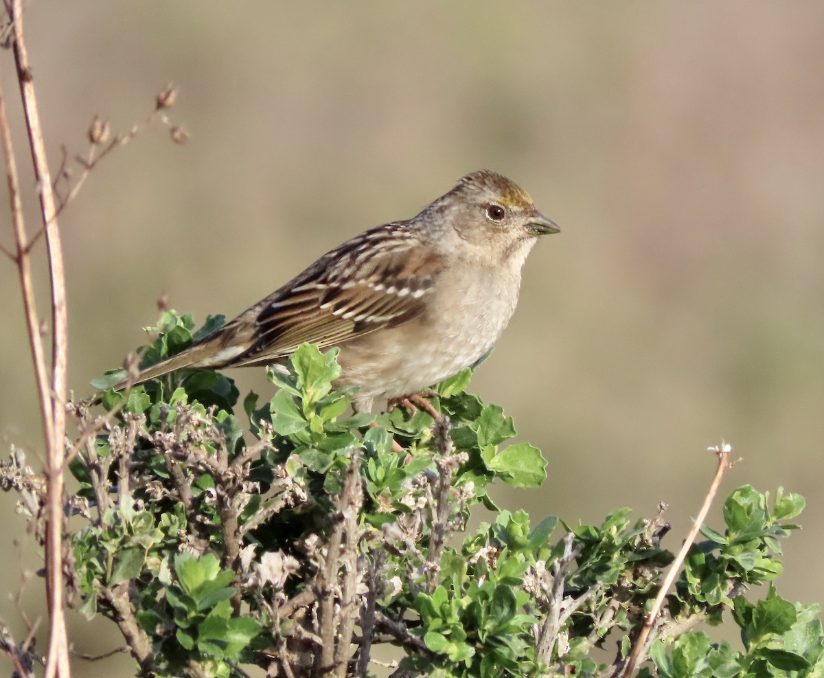 Golden-crowned Sparrow - George Chrisman