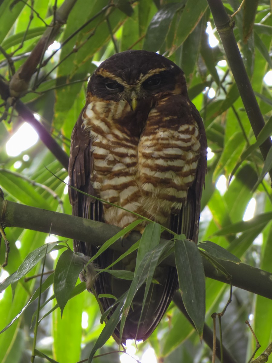 Band-bellied Owl - ML613668250