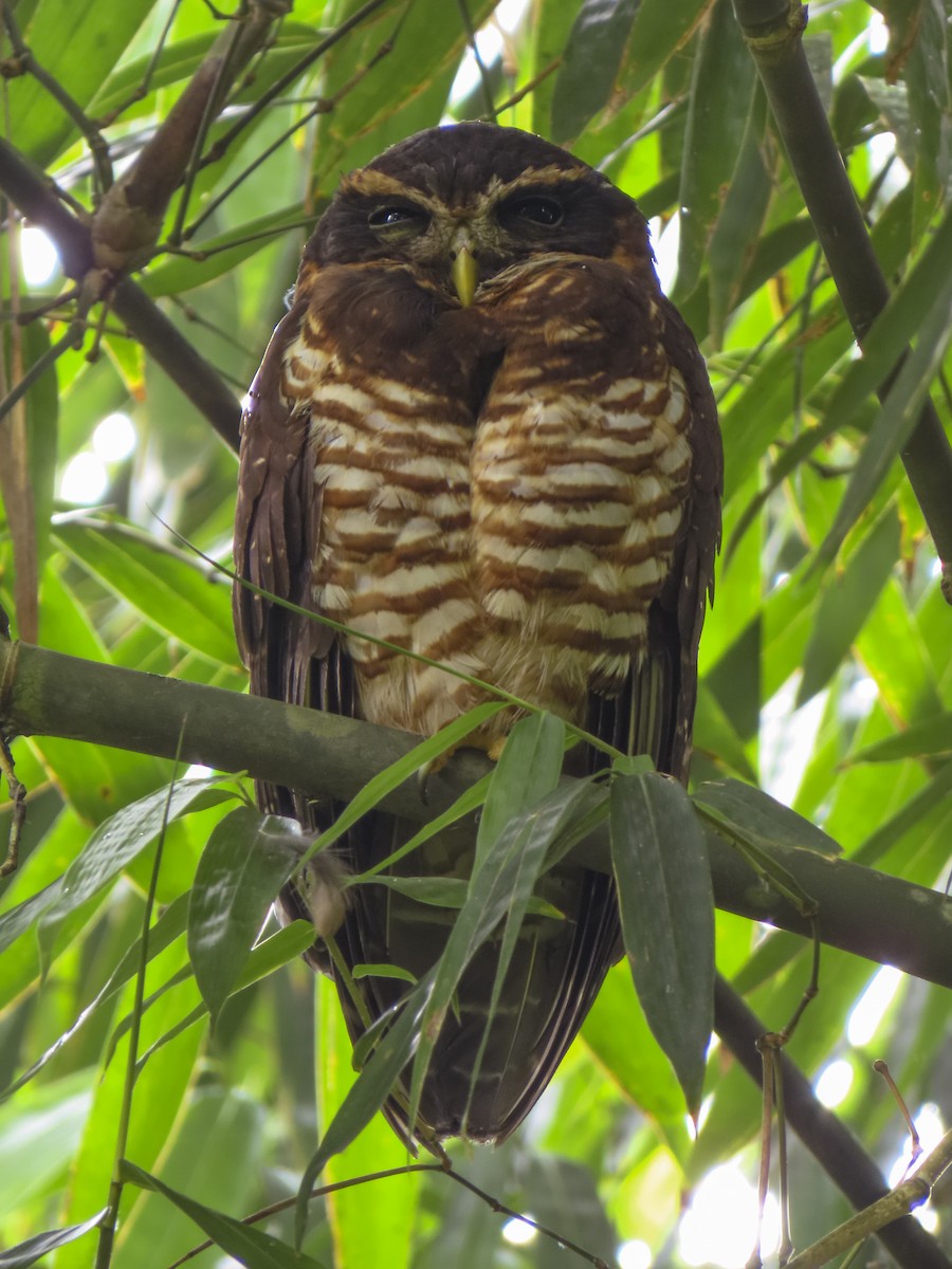 Band-bellied Owl - ML613668251