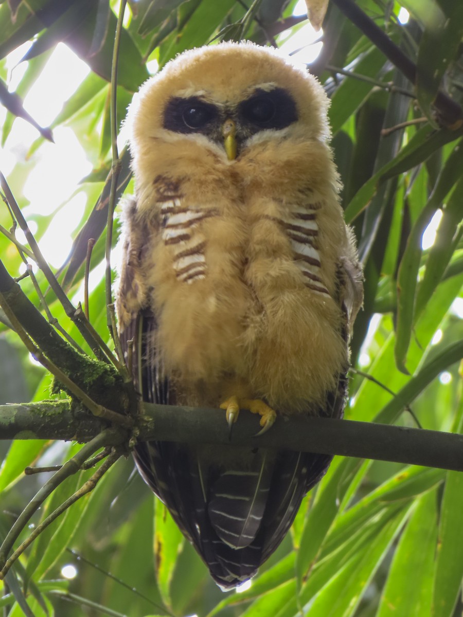 Band-bellied Owl - ML613668252