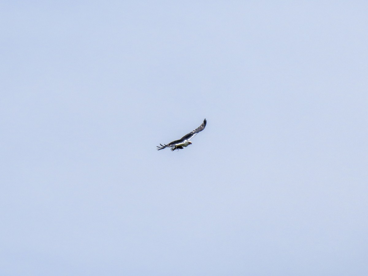 Black-and-white Hawk-Eagle - ML613668294