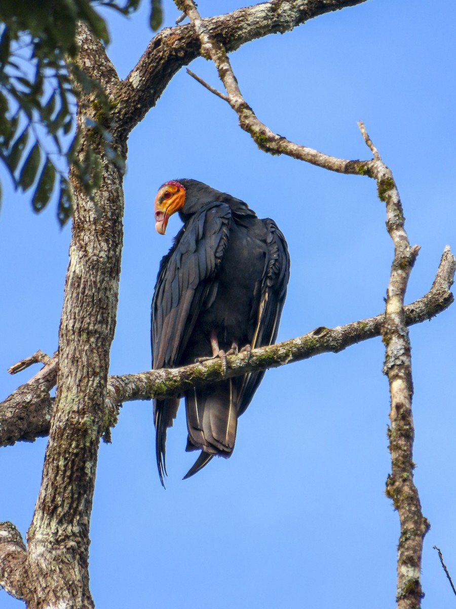Greater Yellow-headed Vulture - ML613668338