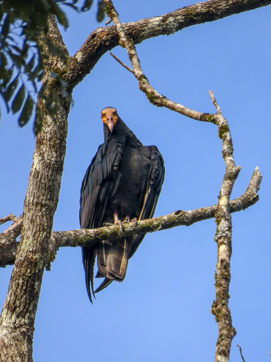 Greater Yellow-headed Vulture - ML613668339