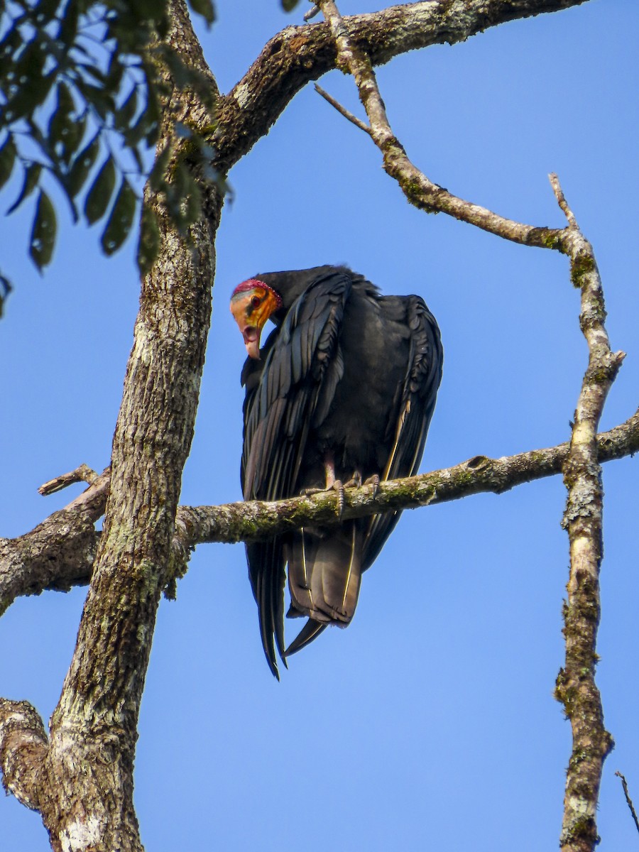 Greater Yellow-headed Vulture - ML613668340
