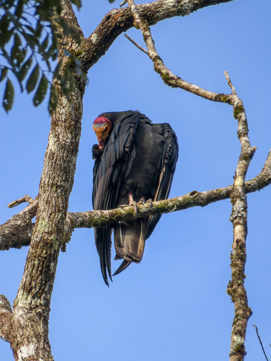 Greater Yellow-headed Vulture - ML613668341