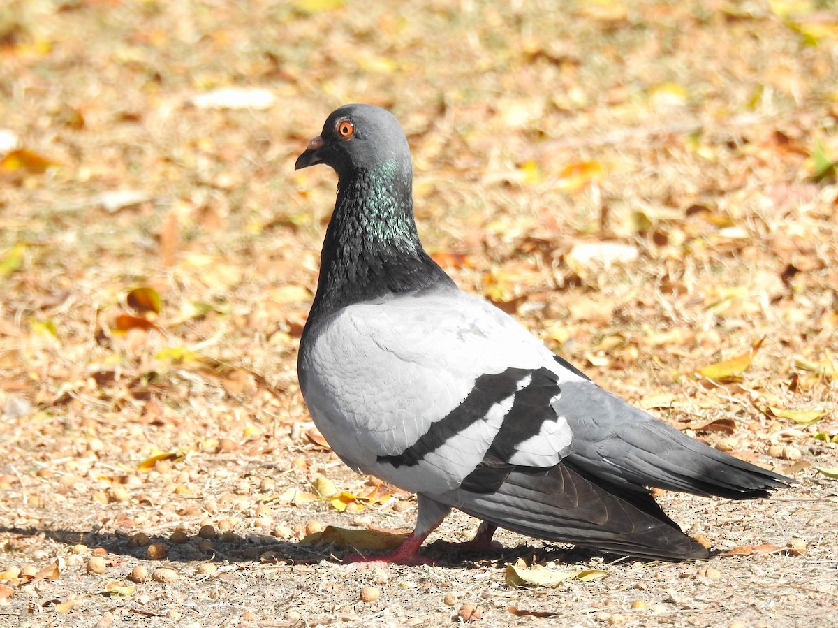 Rock Pigeon (Feral Pigeon) - ML613668561