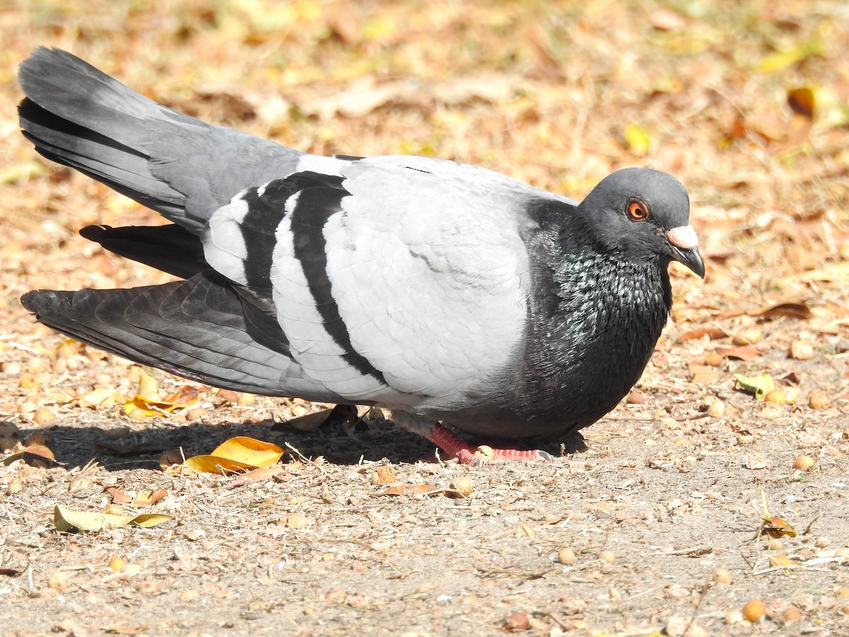 Rock Pigeon (Feral Pigeon) - ML613668562