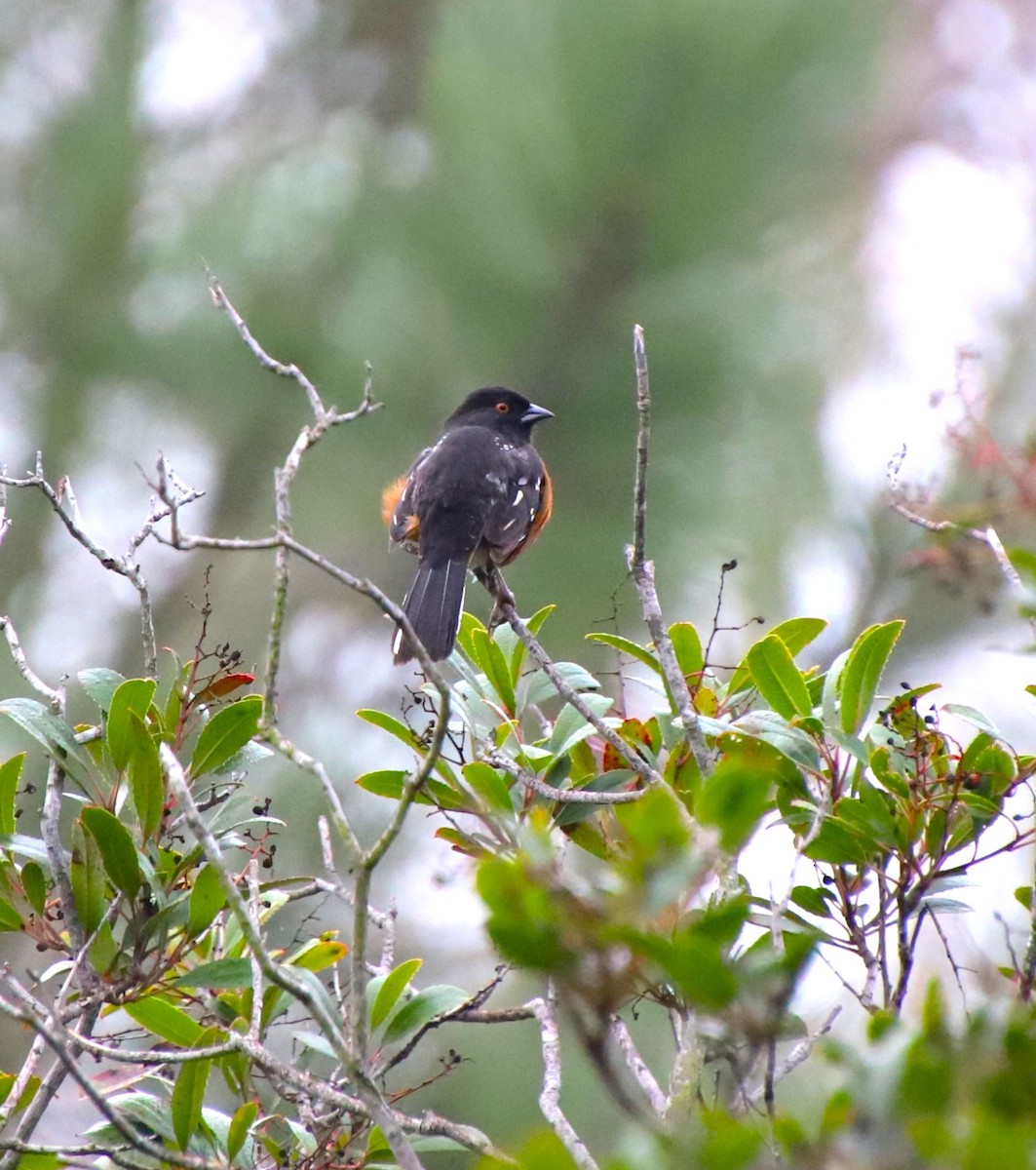 Spotted Towhee - ML613668692