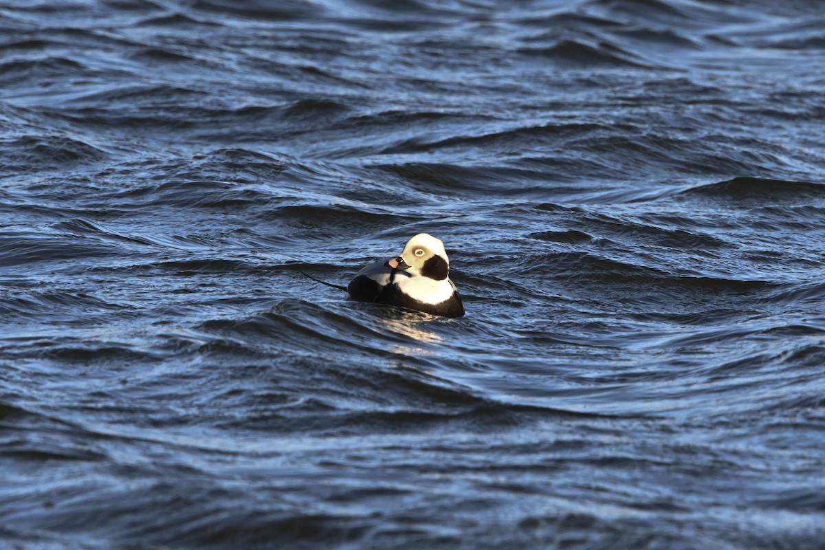 Long-tailed Duck - ML613668795