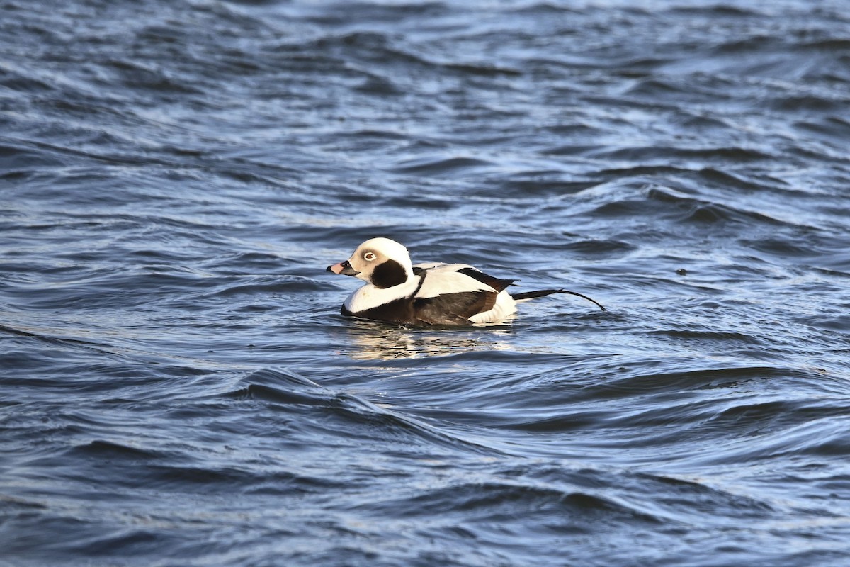 Long-tailed Duck - ML613668797