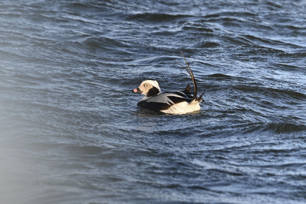 Long-tailed Duck - ML613668799