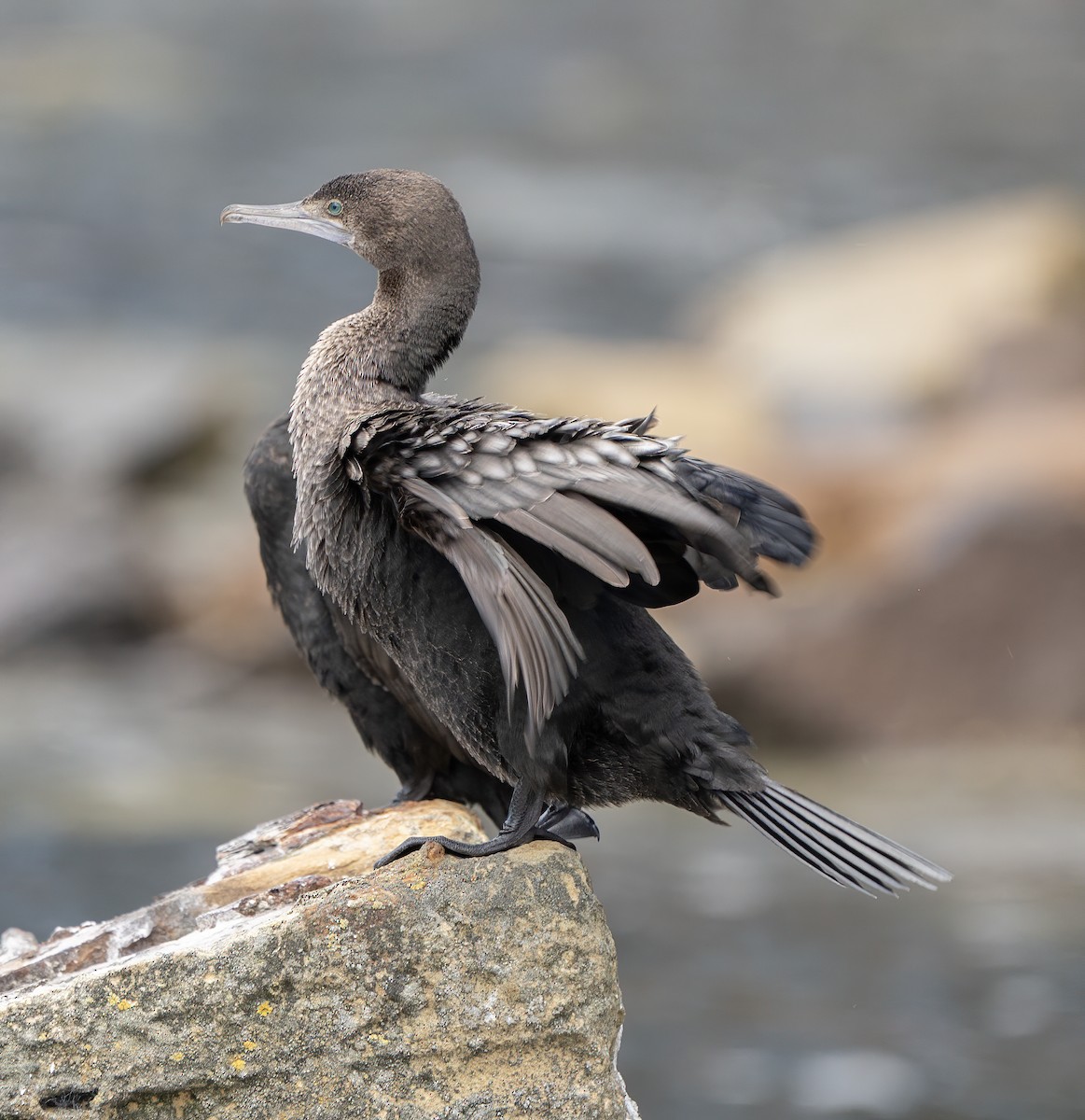 Little Black Cormorant - David Carson