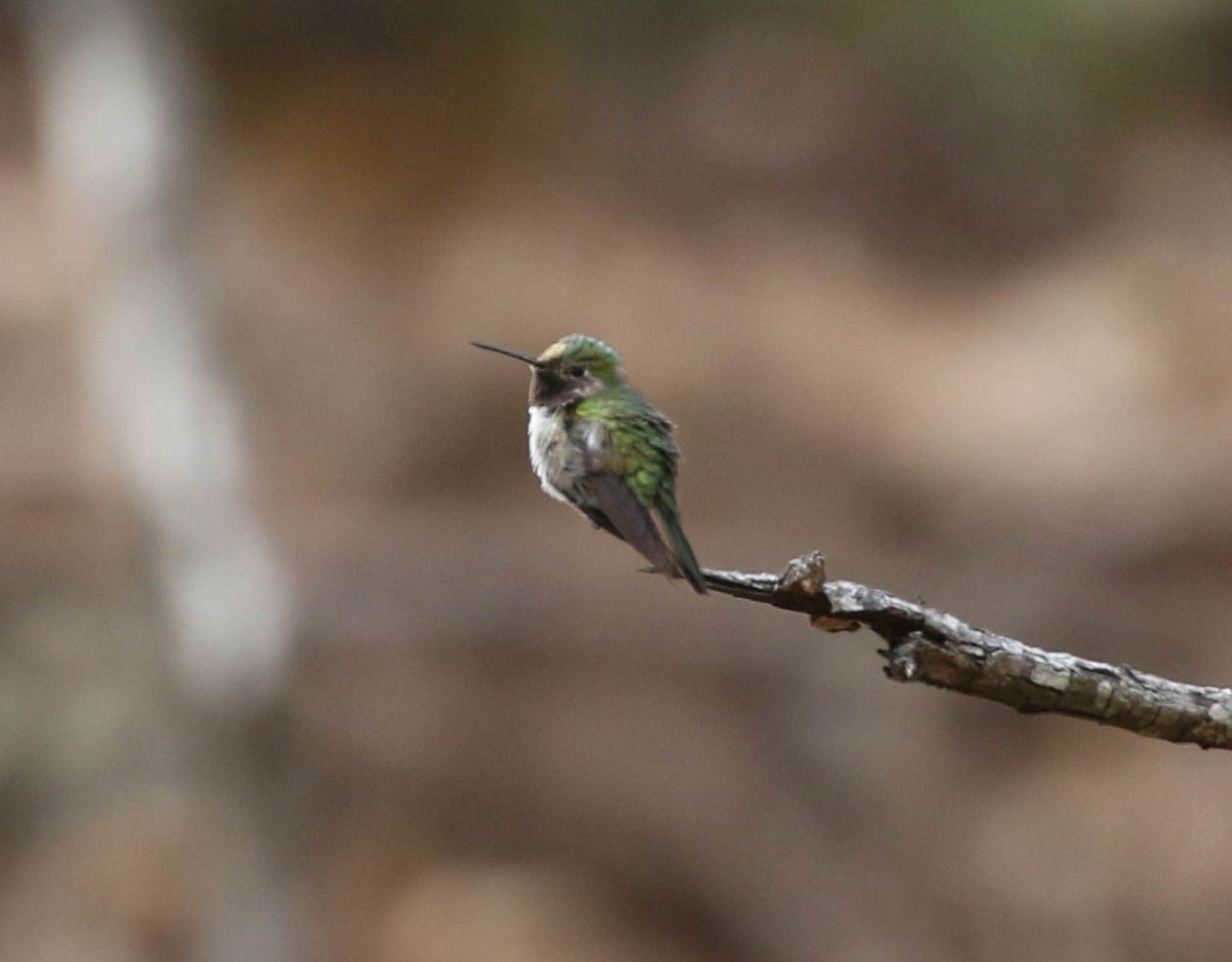 Broad-tailed Hummingbird - ML613669009