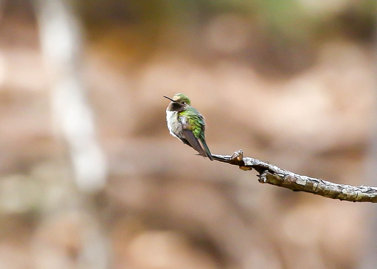 Broad-tailed Hummingbird - Larry Schmahl