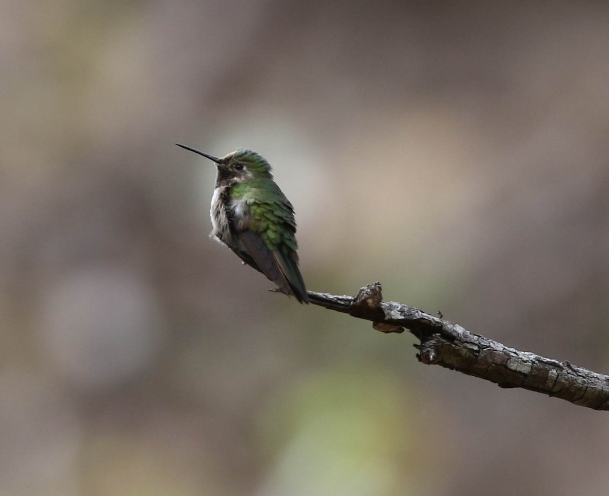 Broad-tailed Hummingbird - Larry Schmahl