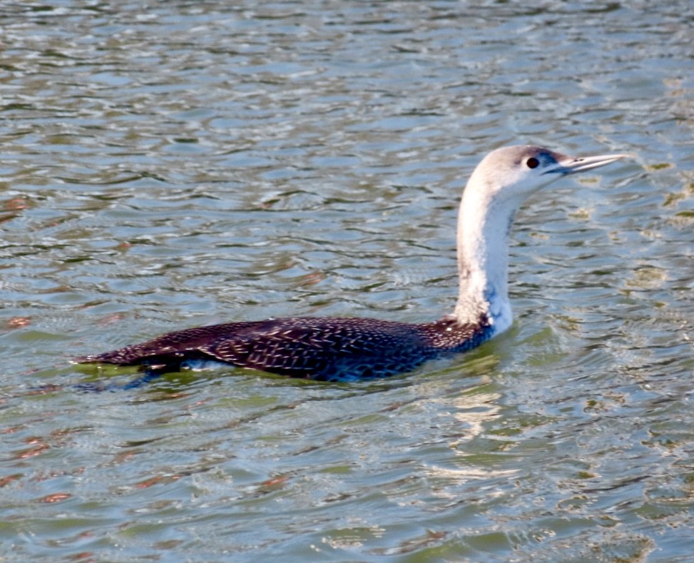 Red-throated Loon - ML613669105