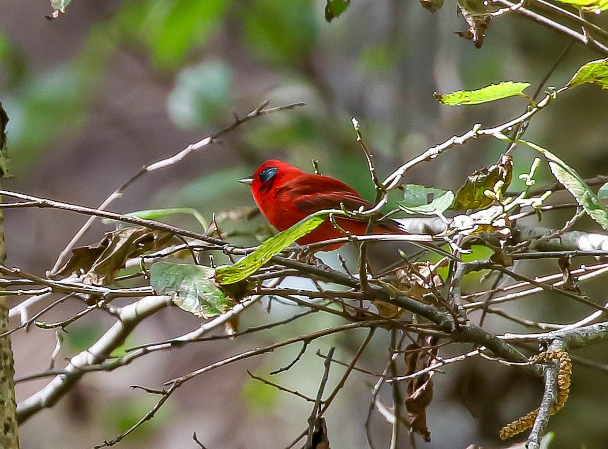 Red Warbler (Gray-cheeked) - ML613669150