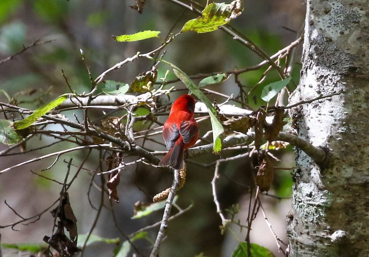 Red Warbler (Gray-cheeked) - ML613669151