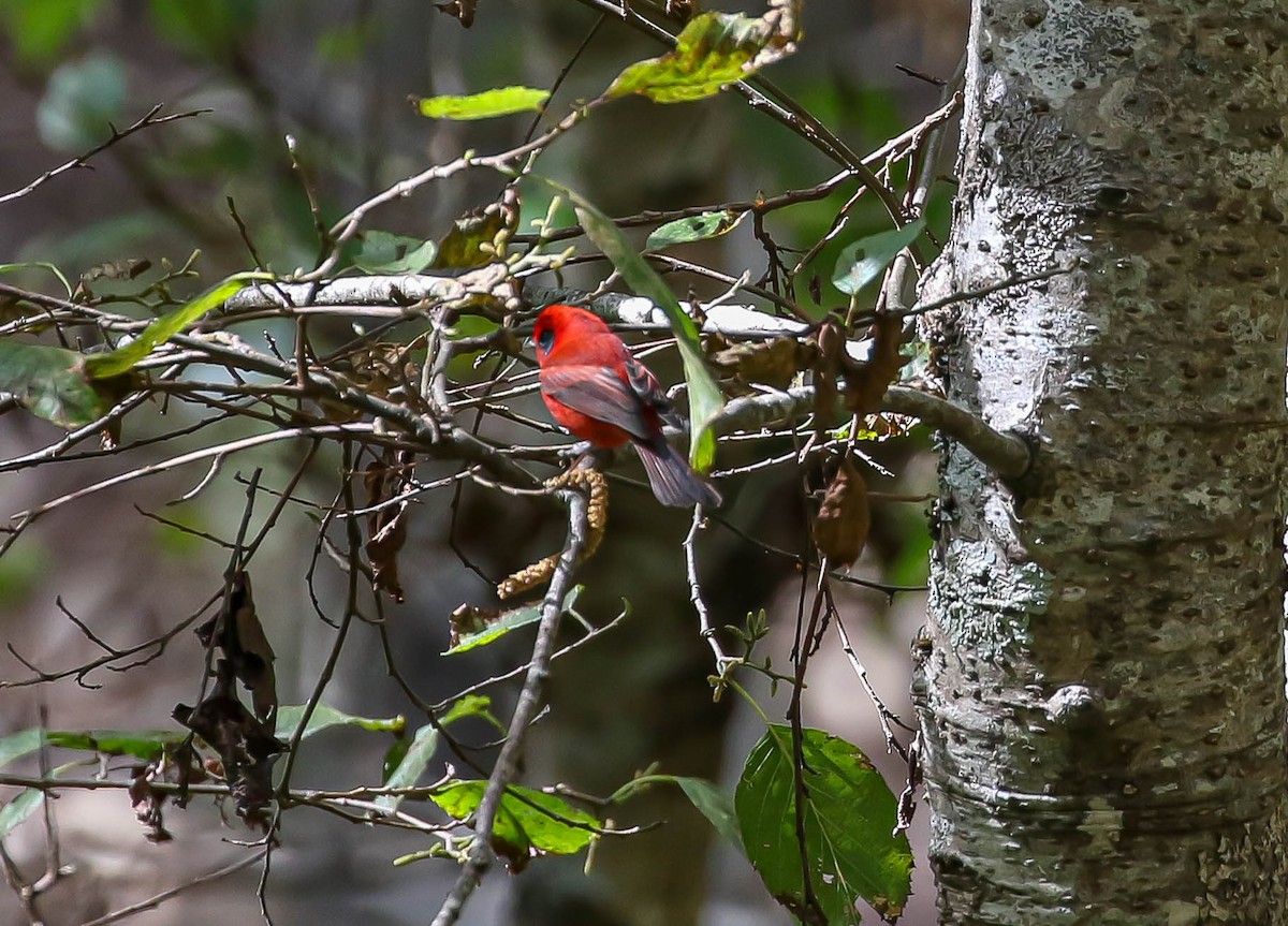 Red Warbler (Gray-cheeked) - ML613669152