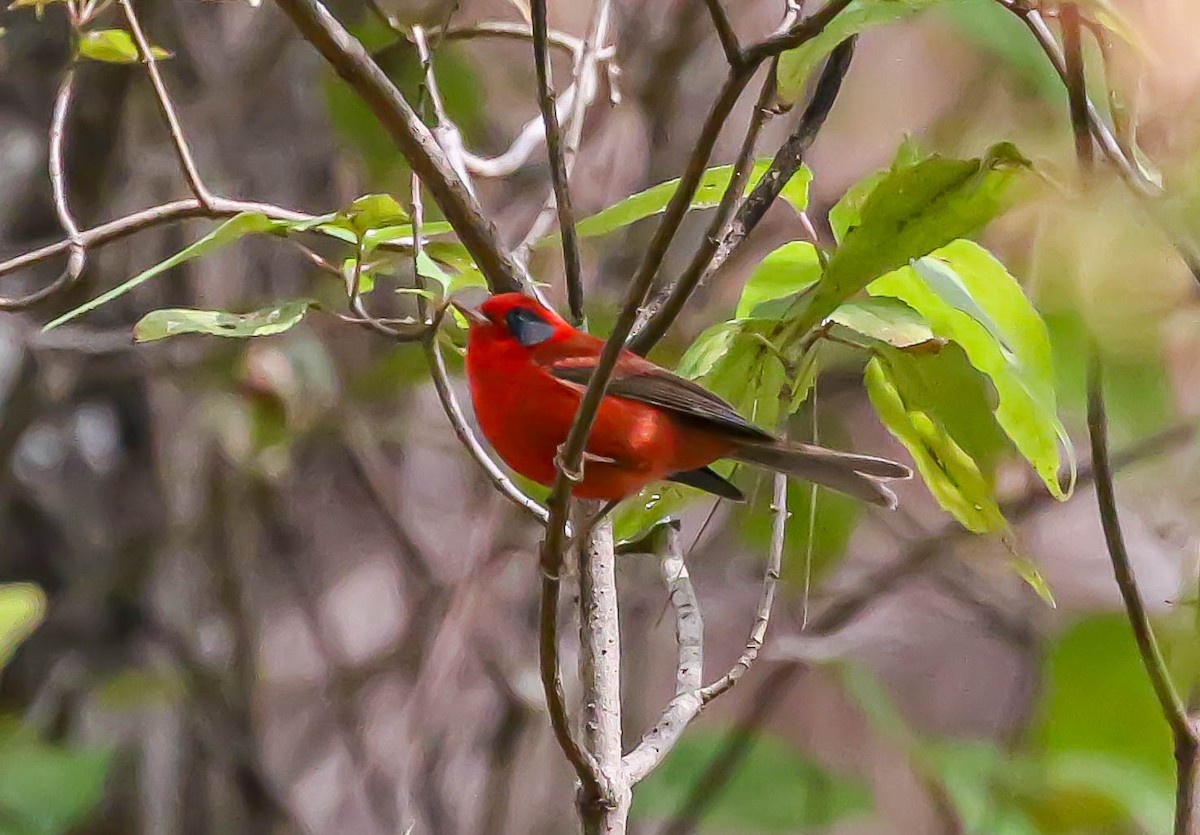 Red Warbler (Gray-cheeked) - ML613669157