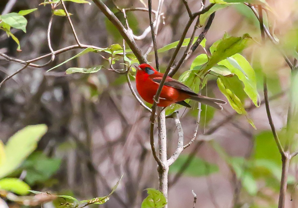 Red Warbler (Gray-cheeked) - ML613669158