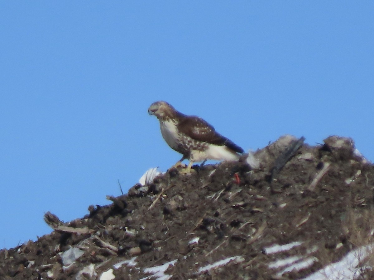 Red-tailed Hawk (borealis) - ML613669323
