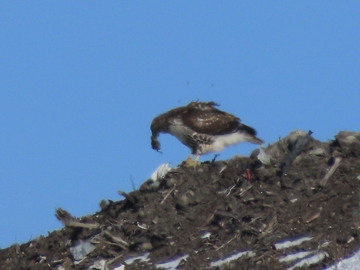 Red-tailed Hawk (borealis) - ML613669324