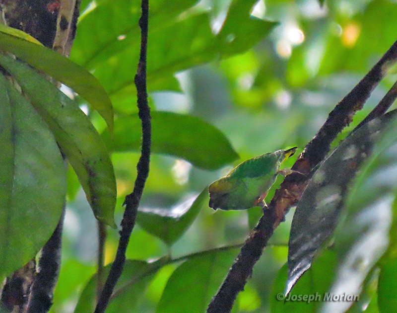 Yellow-capped Pygmy-Parrot - ML613669344