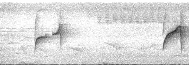 Graubauch-Dickichtschlüpfer - ML61367