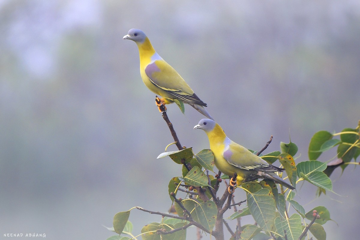 Yellow-footed Green-Pigeon - Neenad Abhang