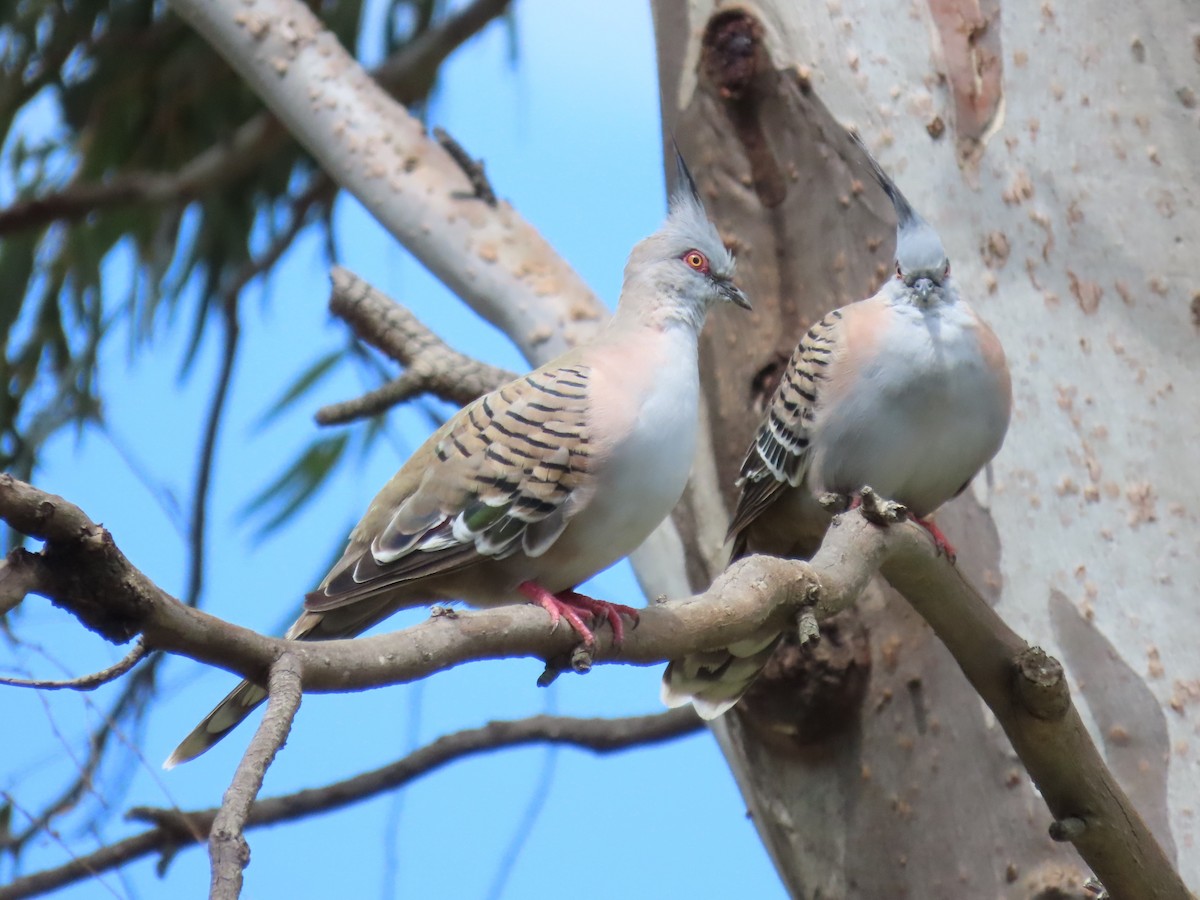 Crested Pigeon - ML613670391
