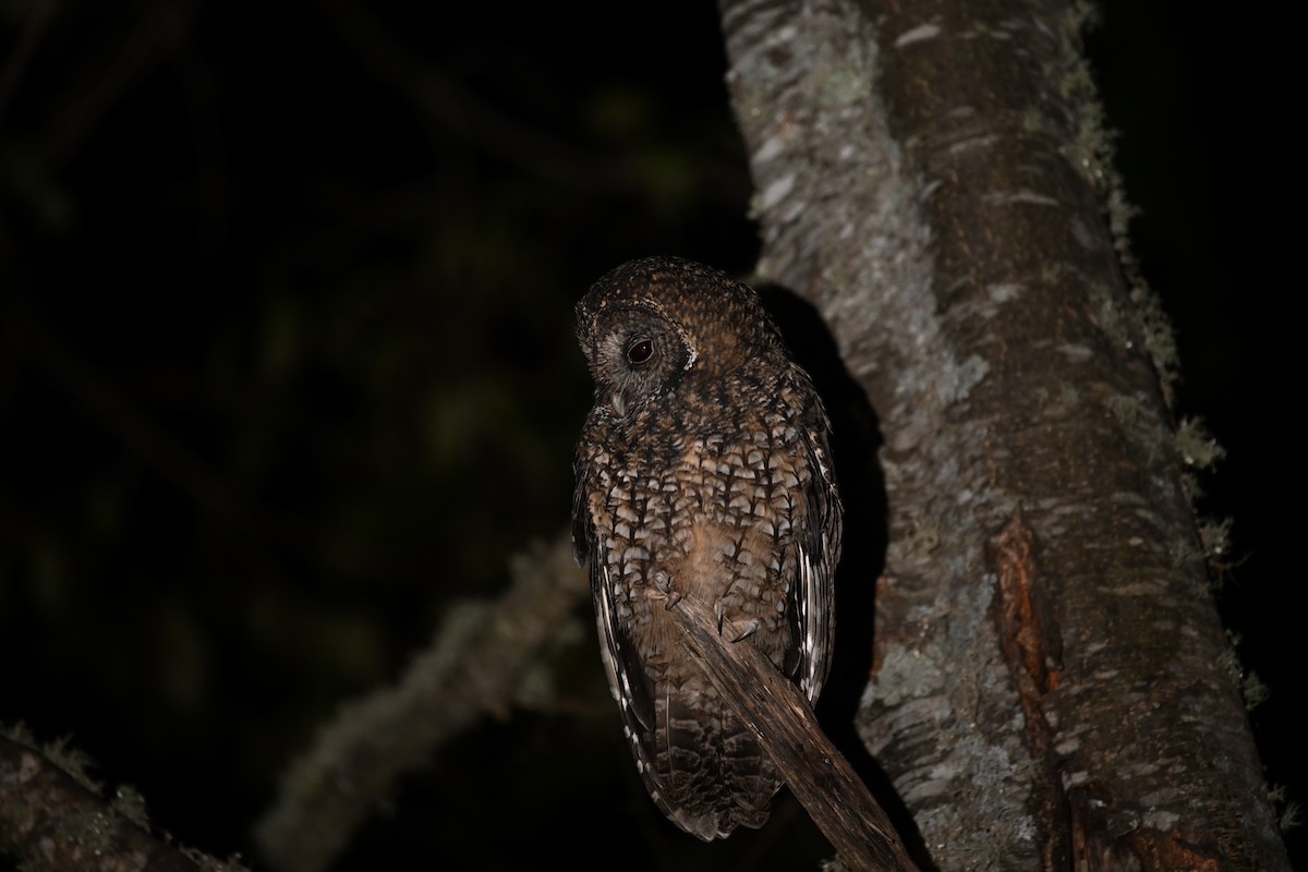 Himalayan Owl - ML613670414