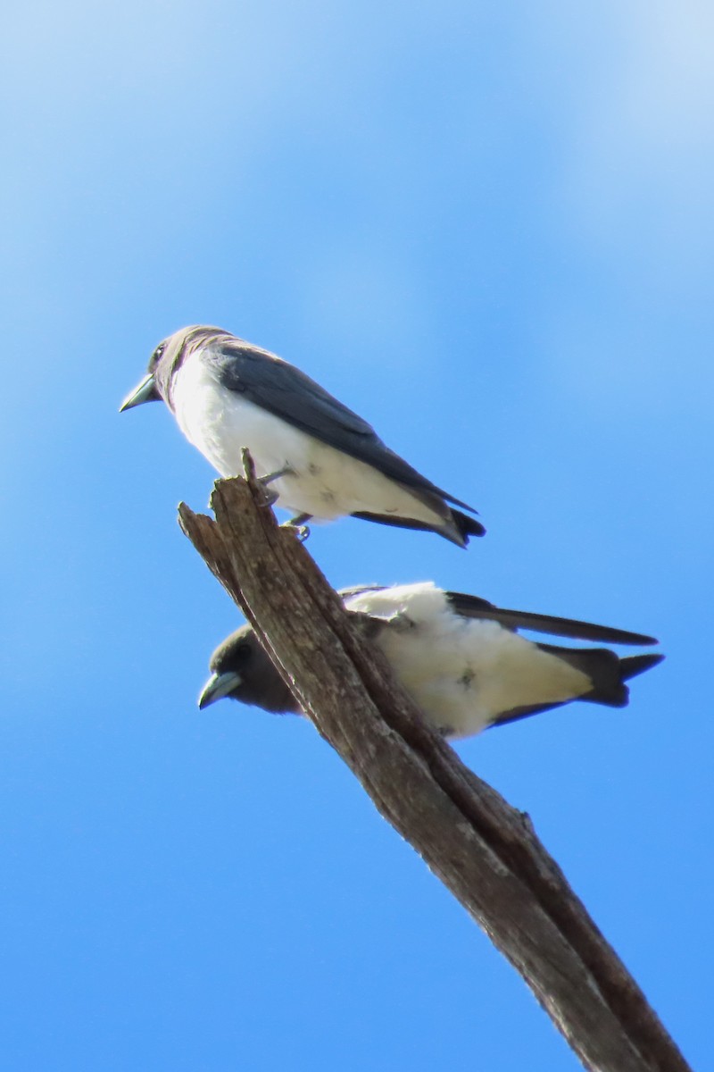 White-breasted Woodswallow - ML613670426