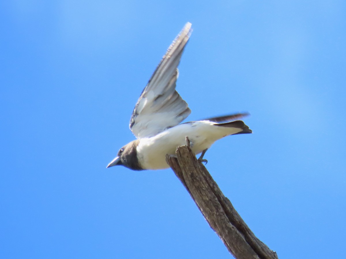 White-breasted Woodswallow - ML613670427