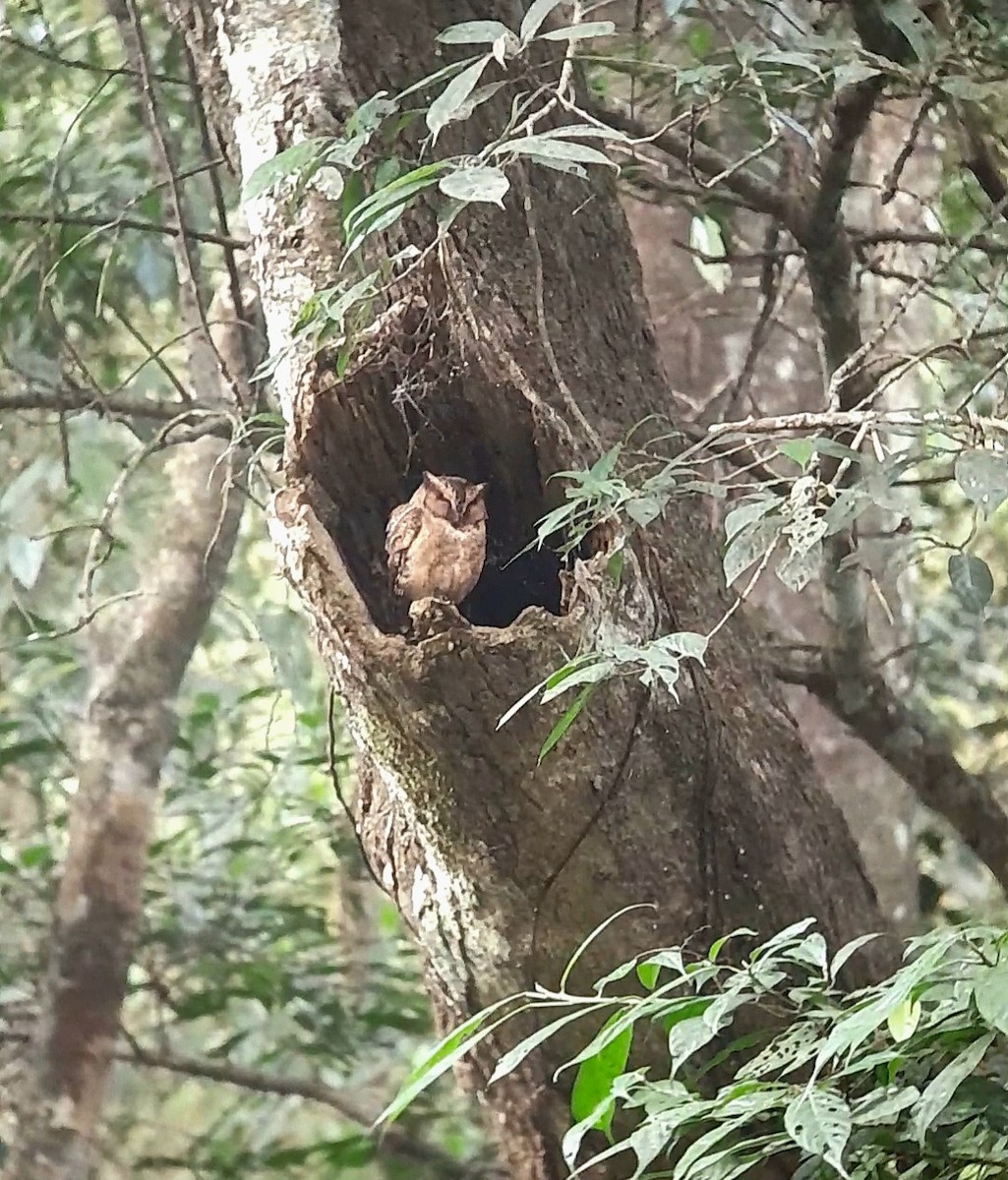 eBird Checklist 18 Jan 2024 Bamboo Grove Entrance Road, Kumily