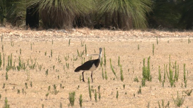 ibis slámokrký - ML613670492
