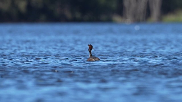Great Crested Grebe - ML613671252